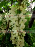 Акация белая - Acacia alba L., Robinia pseudoacacia L.