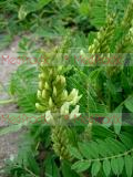 Астрагал мелкоголовчатый- Astragalus microcephalus Wild.