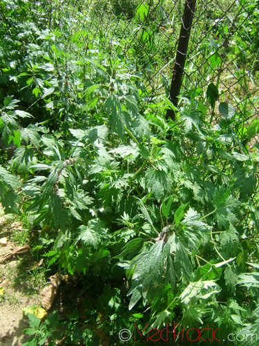 Առյուծագի հնգաբերան - Пустырник пятилопастный - Leonurus quinquelobatus Gilib