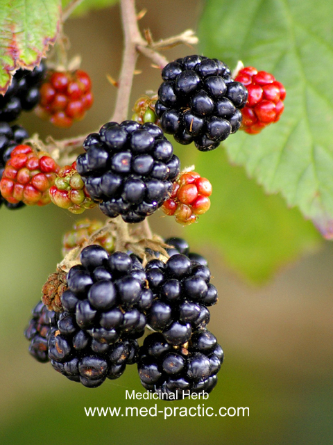 Մոշենի - Ежевика - Rubus caesius L.