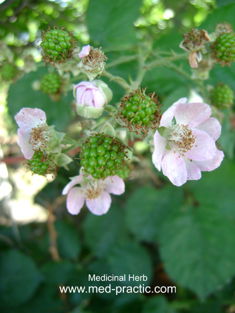 Մոշենի - Ежевика - Rubus caesius L.