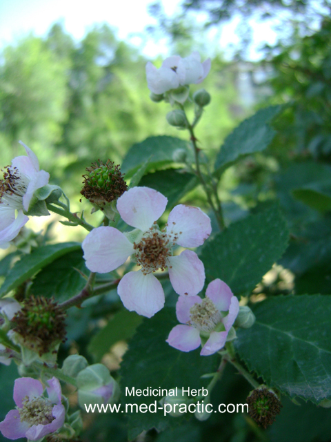 Մոշենի - Ежевика - Rubus caesius L.