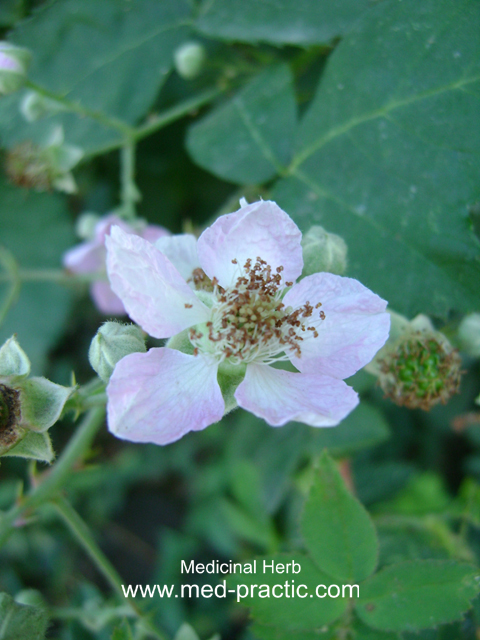 Մոշենի - Ежевика - Rubus caesius L.