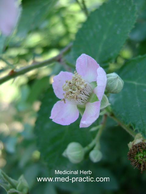 Մոշենի - Ежевика - Rubus caesius L.