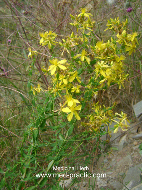 Սրոհունդ սովորական - Зверобой обыкновенный - Hypericum perforatum L.