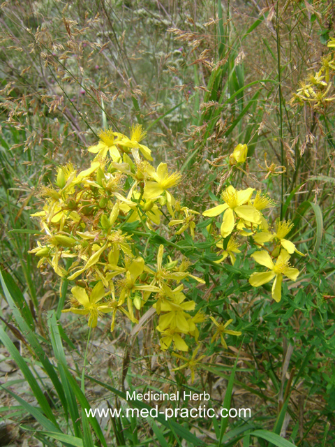 Սրոհունդ սովորական - Зверобой обыкновенный - Hypericum perforatum L.