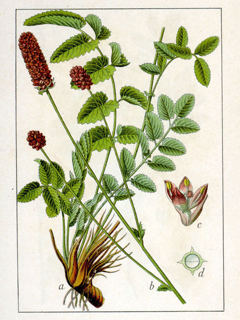 Кровохлебка лекарственная- Sanguisorba officinalis L.