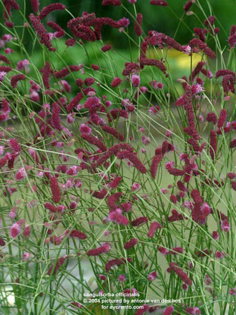 Кровохлебка лекарственная- Sanguisorba officinalis L.