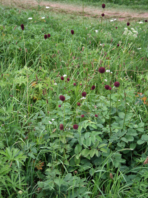 Кровохлебка лекарственная- Sanguisorba officinalis L.