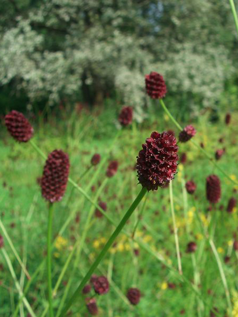 Кровохлебка лекарственная- Sanguisorba officinalis L.