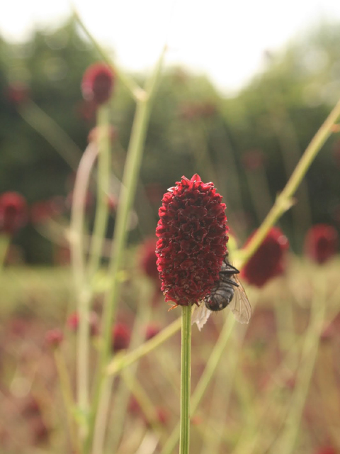 Кровохлебка лекарственная- Sanguisorba officinalis L.