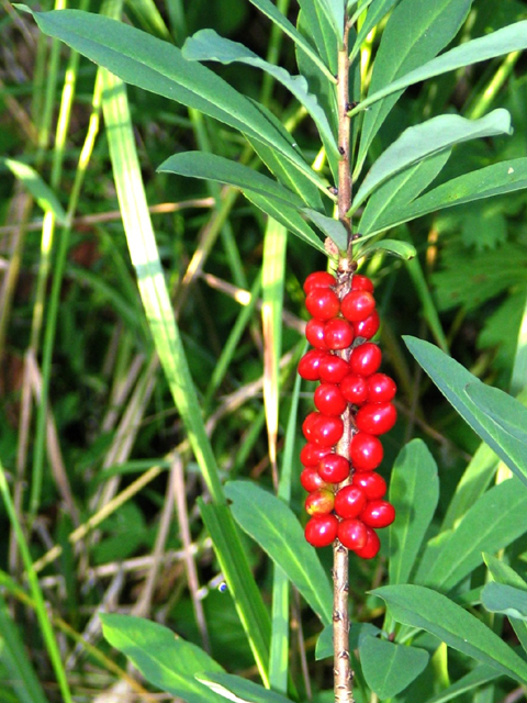 Волчеягодник смертельный - Daphne mezereum L.