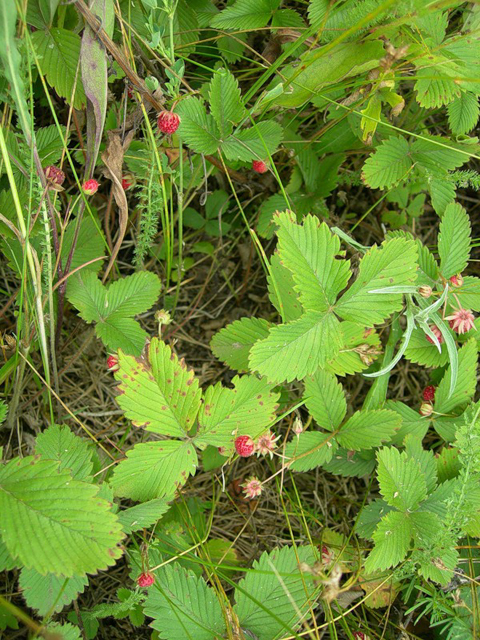 Земляника лесная - Fragaria vesca L.