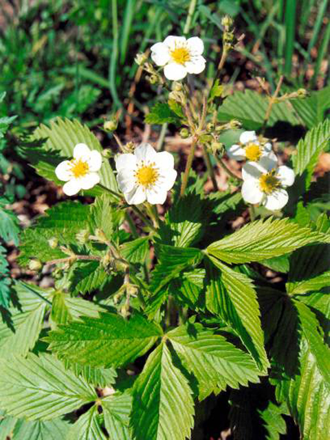 Земляника лесная - Fragaria vesca L.