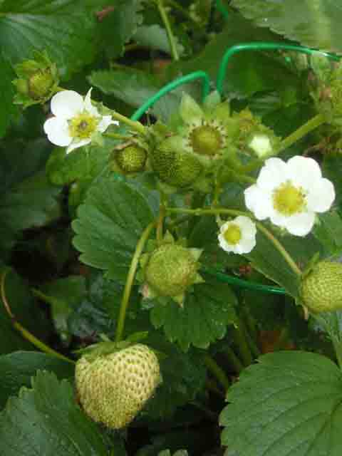 Земляника лесная - Fragaria vesca L.