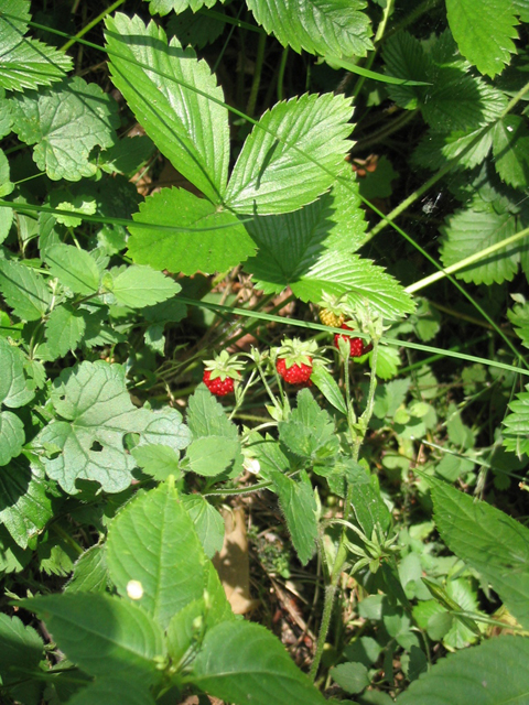 Земляника лесная - Fragaria vesca L.