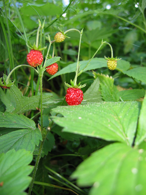 Земляника лесная - Fragaria vesca L.