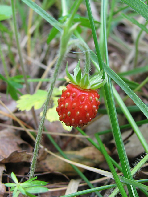 Земляника лесная - Fragaria vesca L.