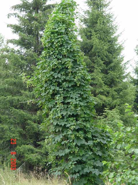 Хмель обыкновенный - Humulus lupulus L.