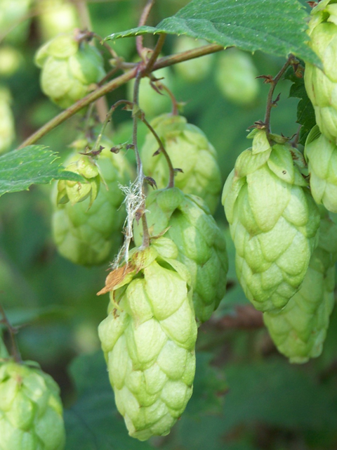 Хмель обыкновенный - Humulus lupulus L.