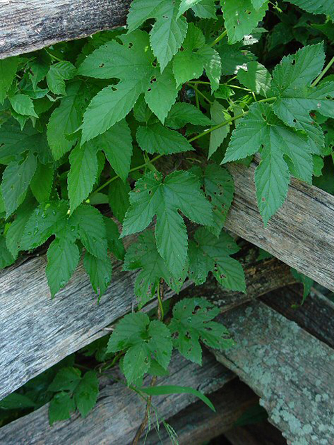 Хмель обыкновенный - Humulus lupulus L.