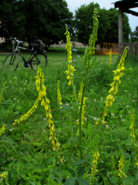 Իշառվույտ դեղատու - Донник лекарственный - Melilotus officinalis (L.) Pall