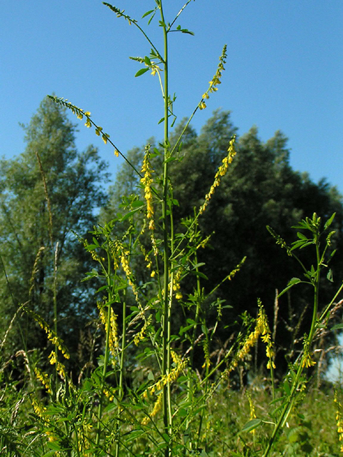 Իշառվույտ դեղատու - Донник лекарственный - Melilotus officinalis (L.) Pall