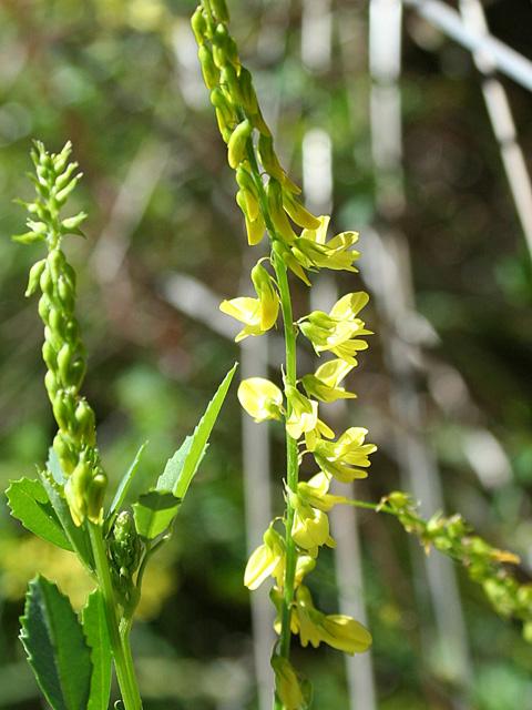 Իշառվույտ դեղատու - Донник лекарственный - Melilotus officinalis (L.) Pall