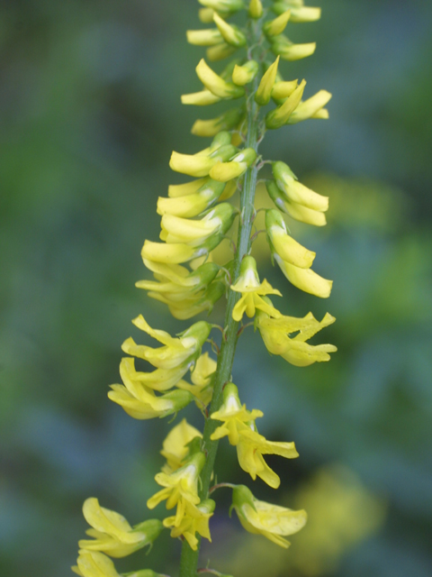 Իշառվույտ դեղատու - Донник лекарственный - Melilotus officinalis (L.) Pall