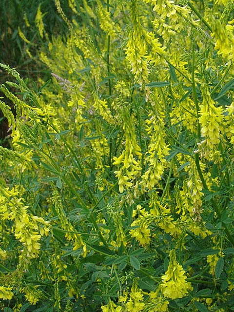 Իշառվույտ դեղատու - Донник лекарственный - Melilotus officinalis (L.) Pall