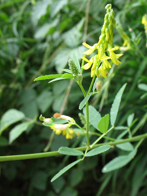 Իշառվույտ դեղատու - Донник лекарственный - Melilotus officinalis (L.) Pall