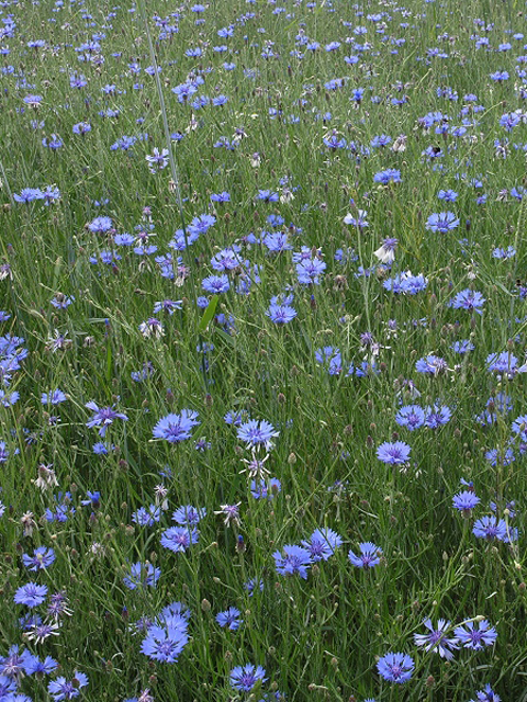 Տերեփուկ կապույտ - Василек синий - Centaurea cyanus L.