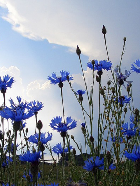 Տերեփուկ կապույտ - Василек синий - Centaurea cyanus L.