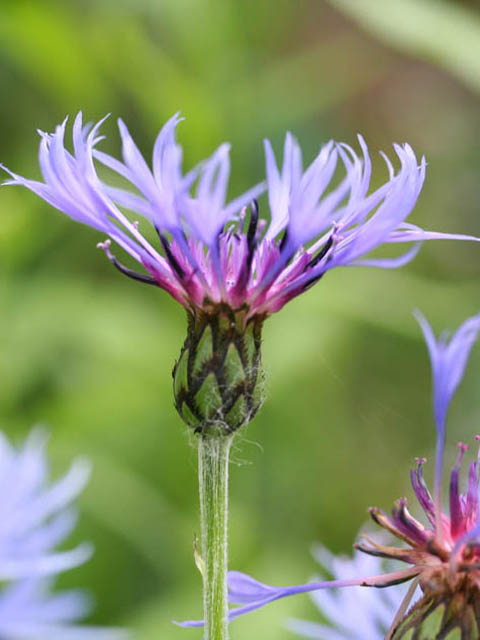 Տերեփուկ կապույտ - Василек синий - Centaurea cyanus L.