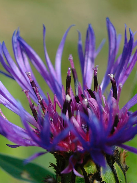 Տերեփուկ կապույտ - Василек синий - Centaurea cyanus L.