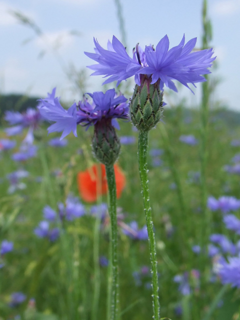 Տերեփուկ կապույտ - Василек синий - Centaurea cyanus L.