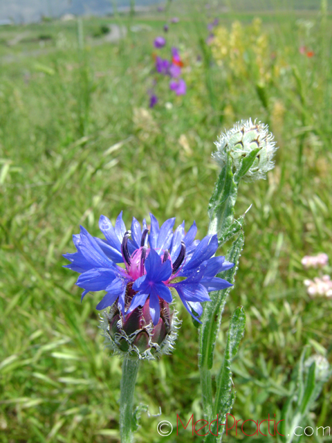 Տերեփուկ կապույտ - Василек синий - Centaurea cyanus L.