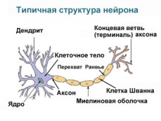  Նեյրոնի տիպիկ կառուցվածքը