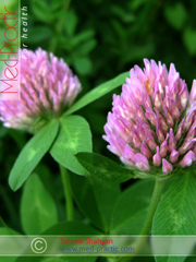 Клевер луговой - Trifolium pratense L._med-practic.com_Татевик Шагян