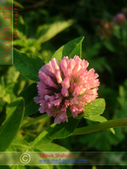 Клевер луговой - Trifolium pratense L._med-practic.com_Татевик Шагян