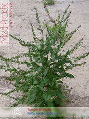 Շնալեզու դեղատու - Чернокорень лекарственный - Cynoglossum officinale L._med-practic.com_Շահյան Տաթևիկ