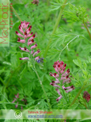 Ծխաբույս հասարակ դեղատու Дымянка лекарственная Fumaria officinalis L.