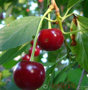 Բալ և կեռաս - Вишня - Cherry