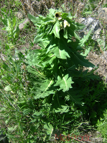 Մոլեխինդ սև - Белена черная - Hyoscyamus niger L.