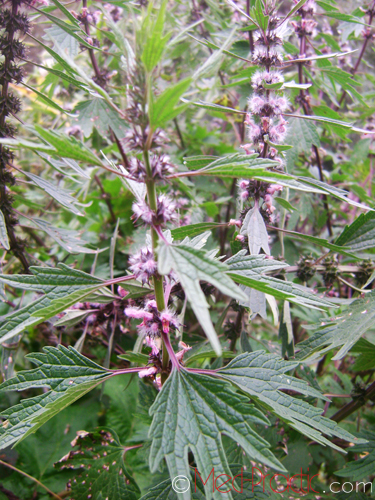 Առյուծագի հնգաբերան - Пустырник пятилопастный - Leonurus quinquelobatus Gilib