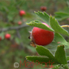 Ալոճենի արնակարմիր Боярышник кроваво-красный Crataegus sanguinea Pall