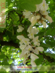 Акация белая - Acacia alba L., Robinia pseudoacacia L._med-practic.com_Татевик Шагян