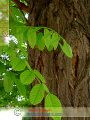 Акация белая - Acacia alba L., Robinia pseudoacacia L._med-practic.com_Татевик Шагян