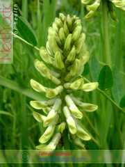 Գազ մանրագլխիկ - Астрагал мелкоголовчатый - Astragalus microcephalus Wild._med-practic.com_Տաթևիկ Շահյան