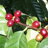 Սուրճ - Кофе - Coffea